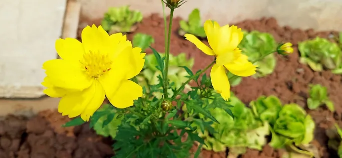 Văn khấn tạ mộ cuối năm theo cổ truyền Việt Nam