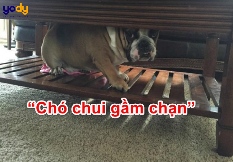 Chạn vương là gì