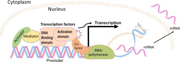 cho cac su kien dien ra trong qua trinh phien ma 1