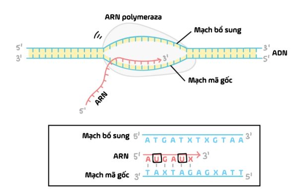 cho cac su kien dien ra trong qua trinh phien ma