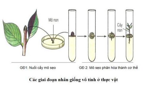 Khám phá công nghệ tế bào và ứng dụng thực tiễn 3