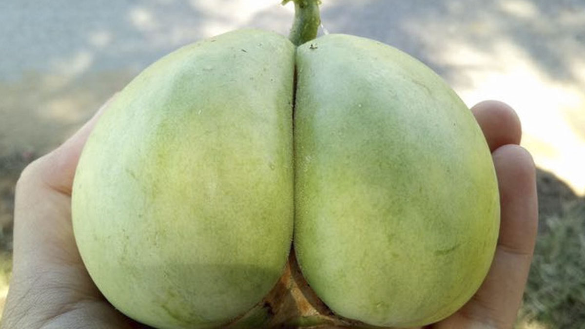 Quả khu mấn là gì