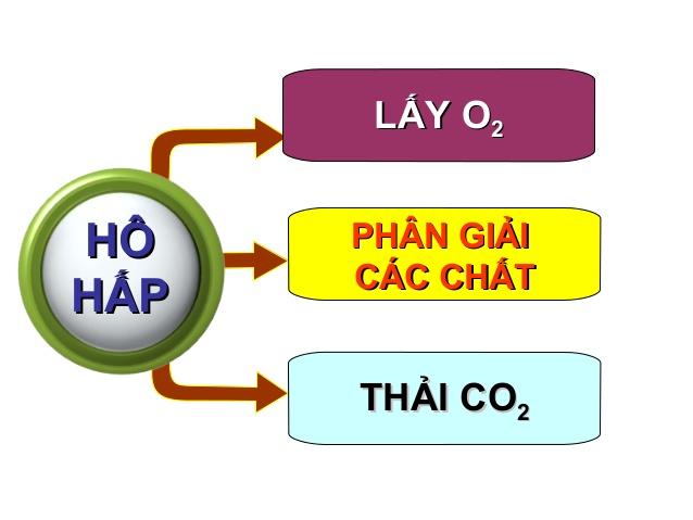 Sinh học 11 Bài 17: Hô hấp ở động vật