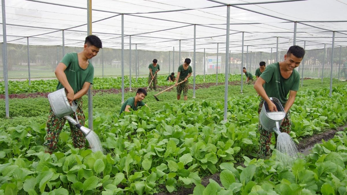Hình ảnh chú bộ đội đang vui vẻ tươi rau