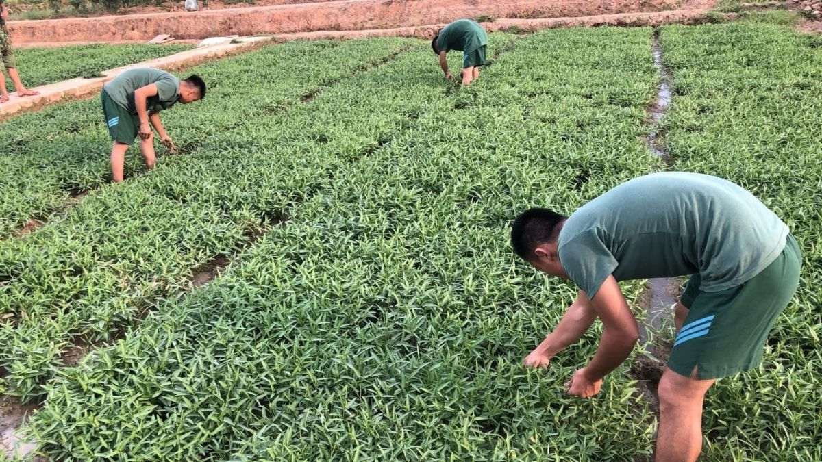 Hình ảnh chú bộ đội tỉ mỉ bắt sâu rau