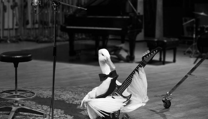 ảnh nền vịt ngầu rõ nét full HD