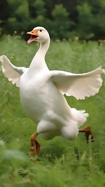 hình nền con vịt trắng