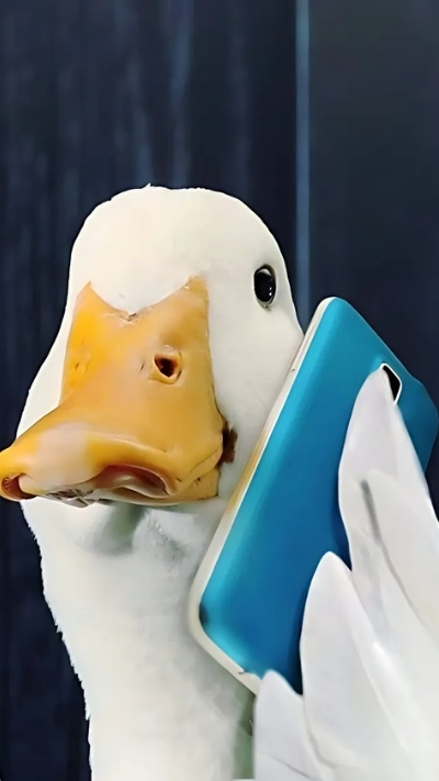 hình con vịt gây cười làm nền mobile