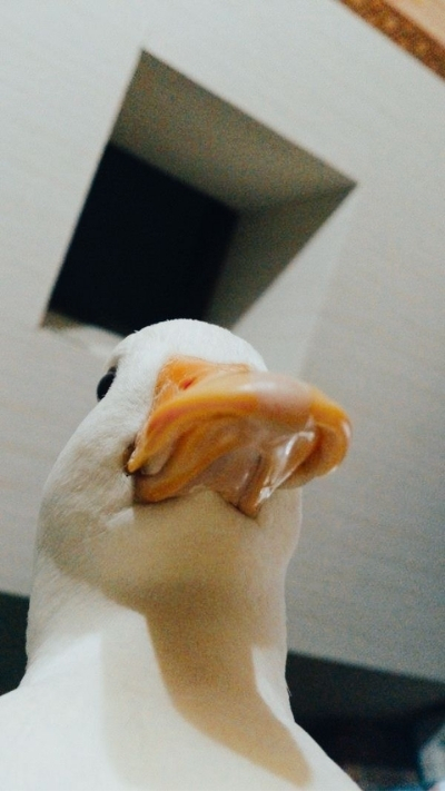 ảnh nền vịt vui tính đẹp 4K