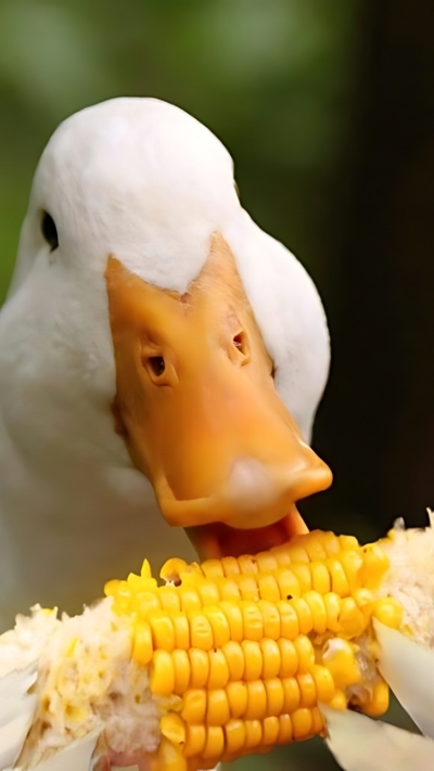 ảnh nền vịt gây cười rõ nét