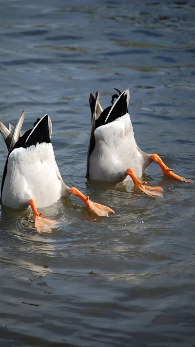 hình con vịt gây cười full HD