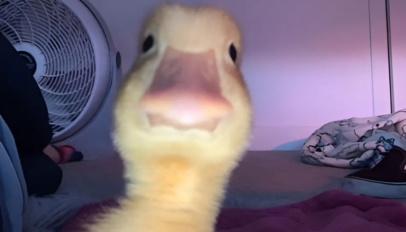 hình nền con vịt meme