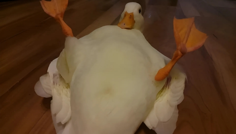 nền meme vịt vui nhộn 4K sắc nét