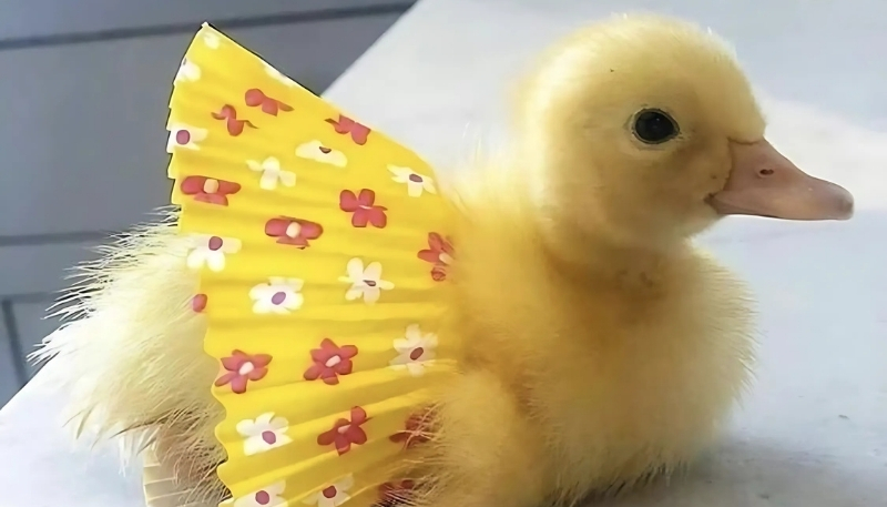 hình meme vịt đẹp làm nền máy tính