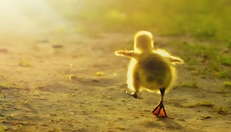 ảnh meme vịt buồn cười full HD rõ nét