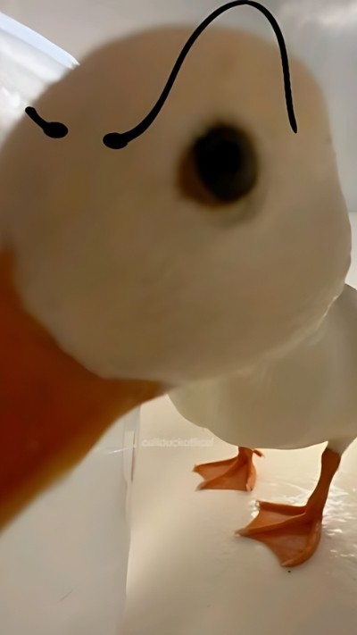 Hình nền meme vịt hài hước cho điện thoại, chữ rõ ràng không che biểu tượng