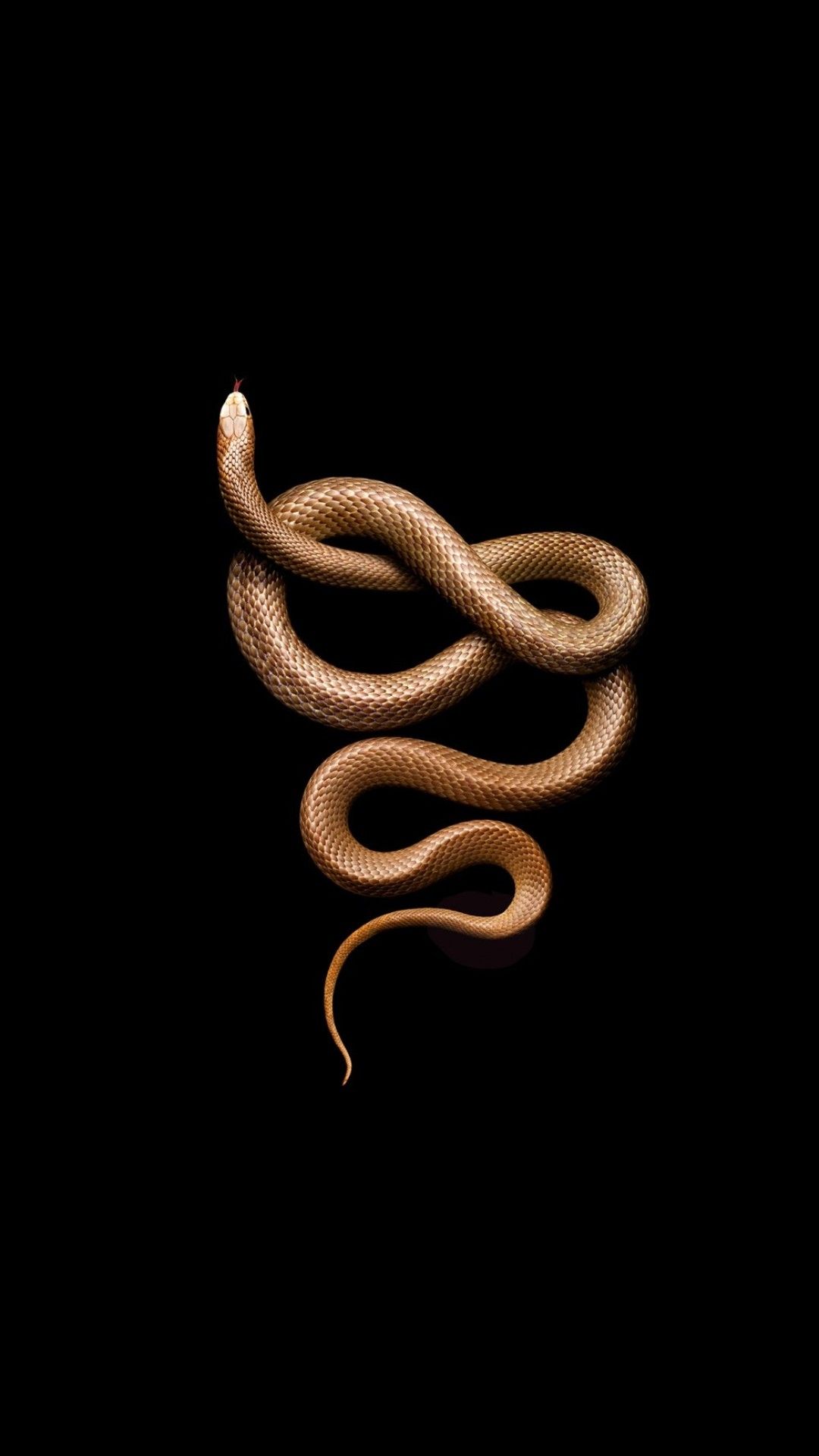 Hình nền may mắn tuổi Tỵ