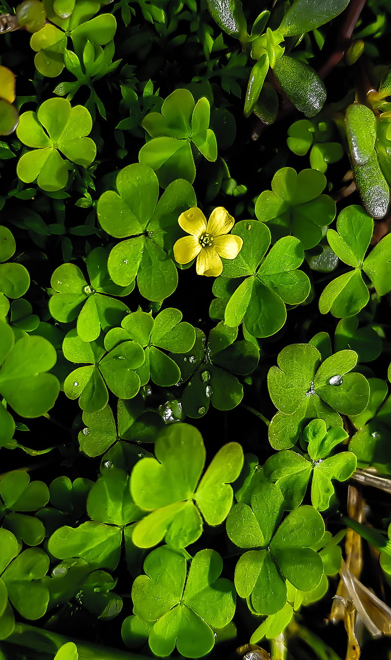 hình nền may mắn cỏ 4 lá