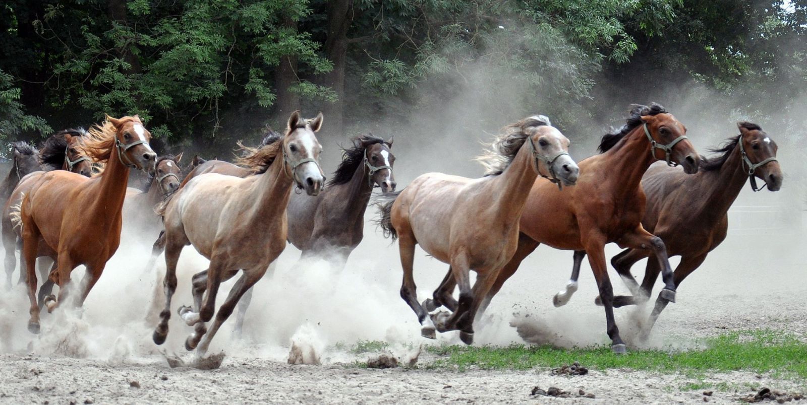 Hình nền may mắn phong thủy con ngựa