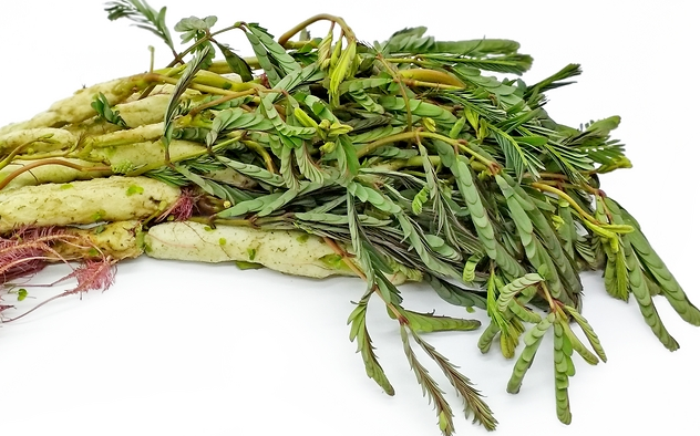 Rau nhút: Đặc điểm, tác dụng, các bài thuốc trị bệnh 1