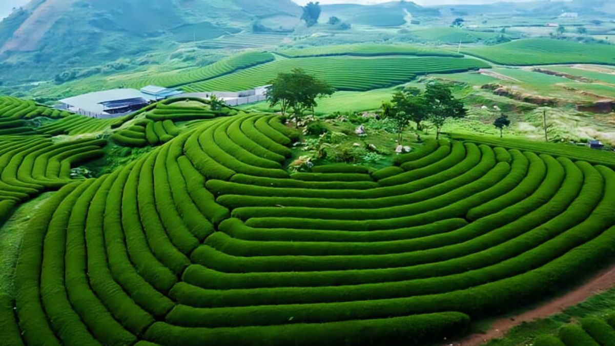 Mộc Châu - Sơn La là danh lam thắng cảnh Việt Nam