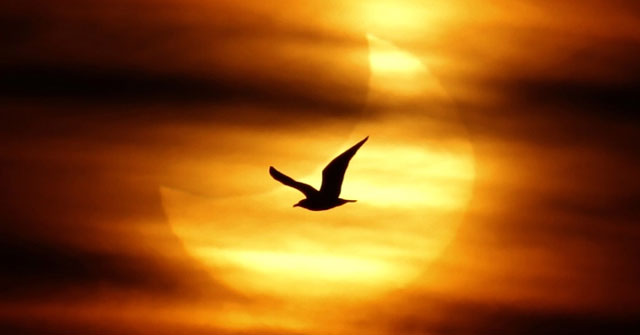 phan tich bai chieu toi