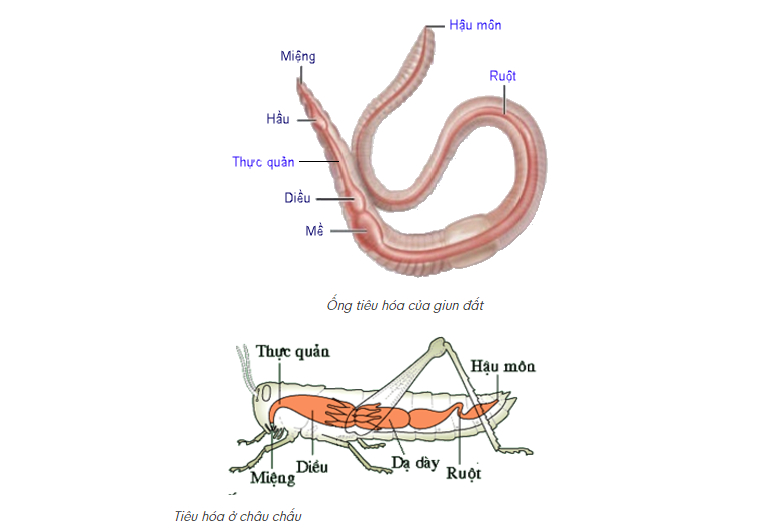 qua trinh tieu hoa o dong vat co tui tieu hoa 4