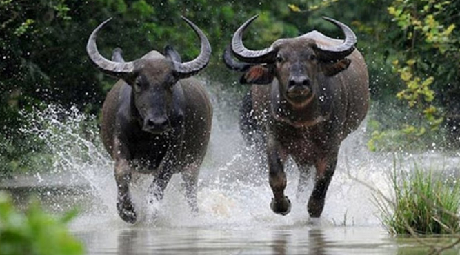 sinh nam 1961 nam nay bao nhieu tuoi