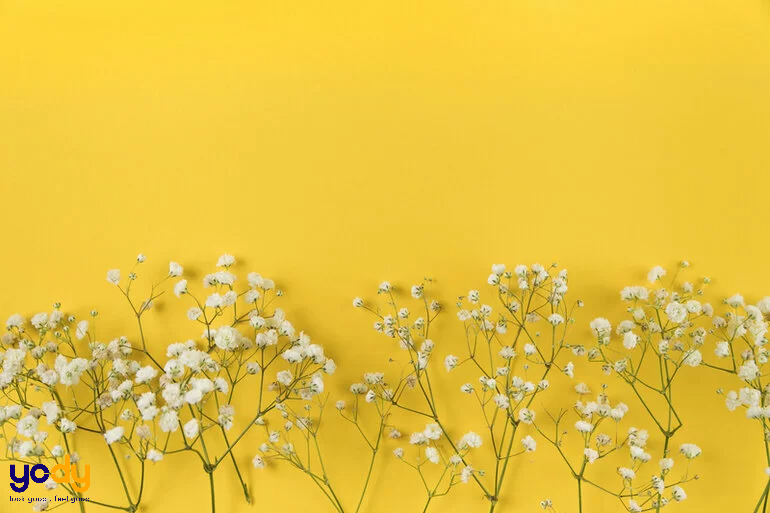 2005 hợp hướng nào?