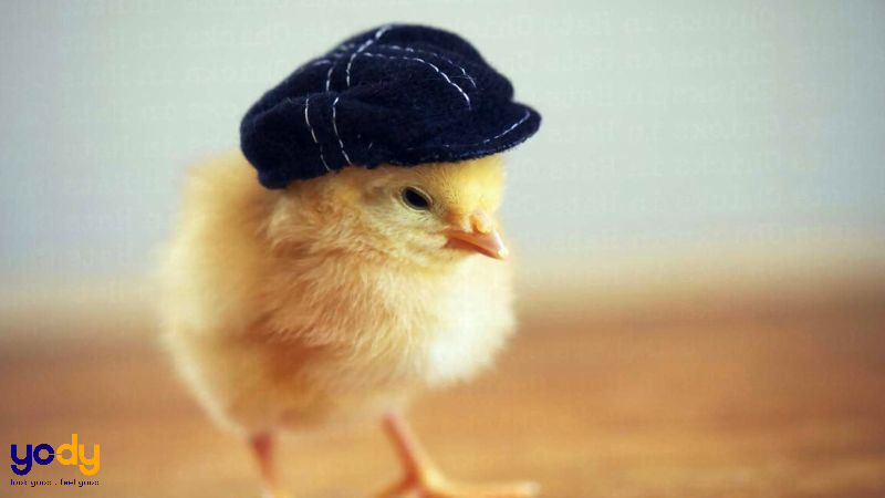 2005 hợp hướng nào?