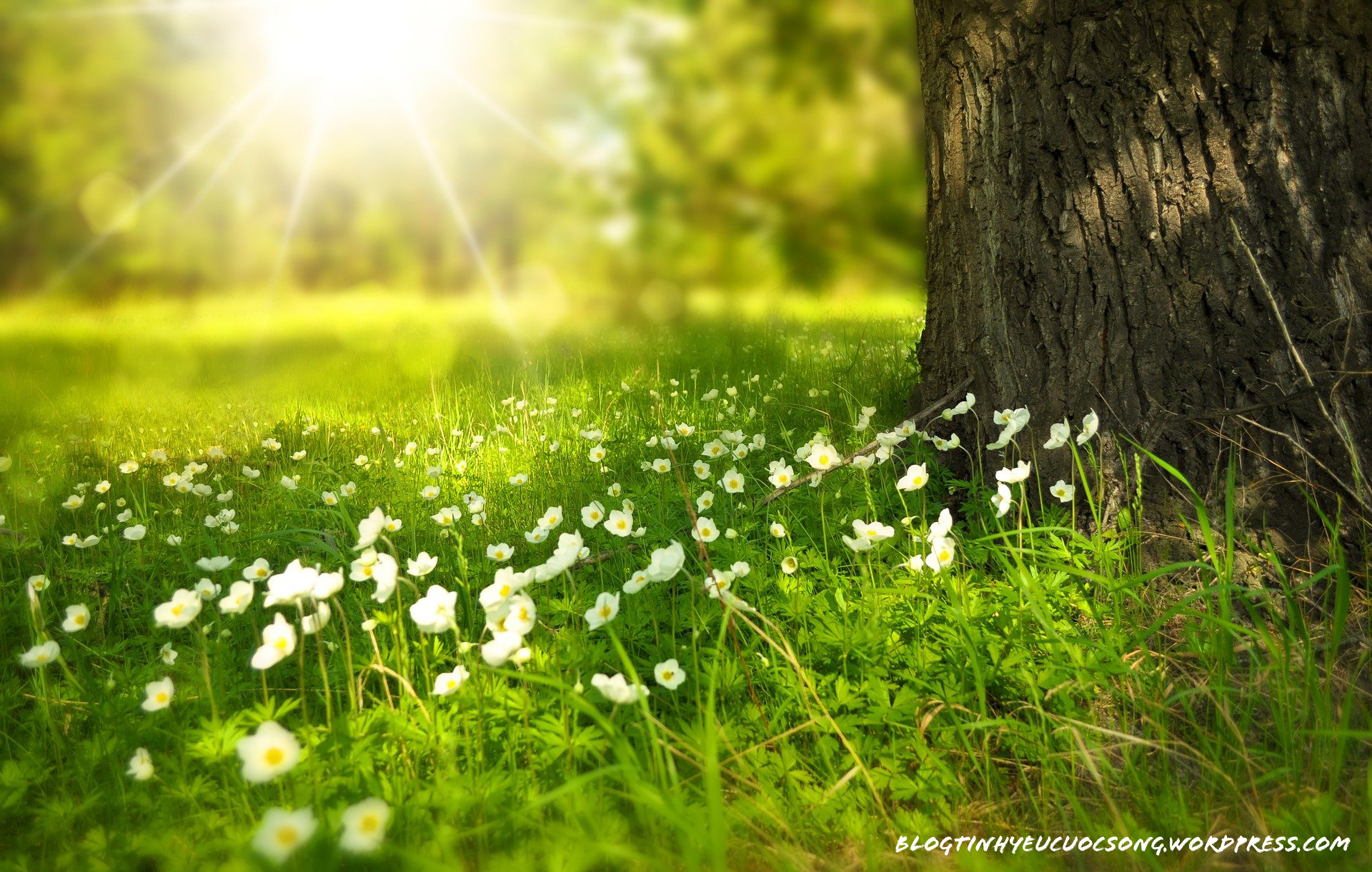 thanh xuan no hoa vua luc yeu anh 1