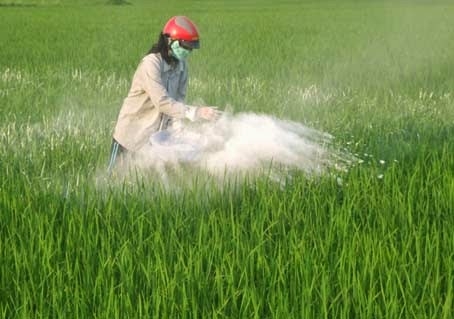 BÓN VÔI CHO CÂY LÚA - SHCgroup