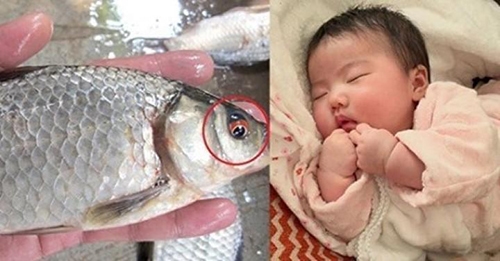 cho con ăn mắt cá diếc khi bé được 3 tháng 10 ngày tuổi
