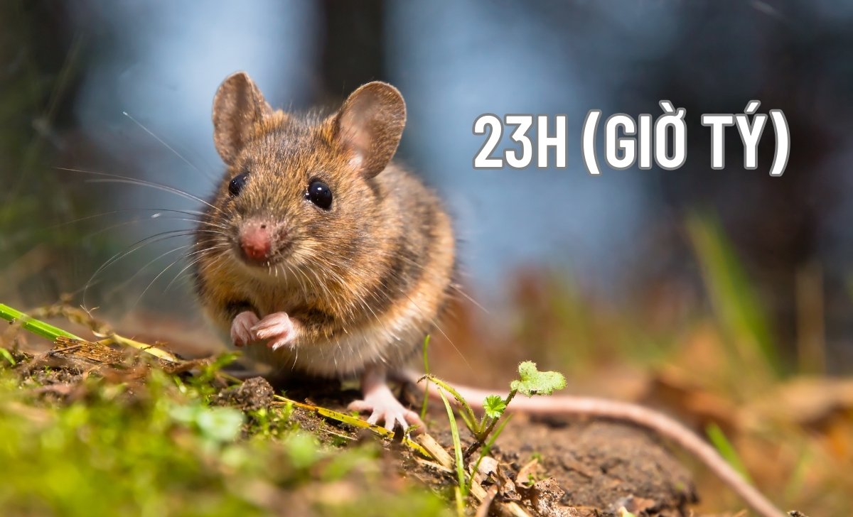 23h giờ Tý