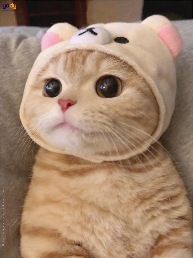 Kỷ Mão 1999 là tuổi con gì?