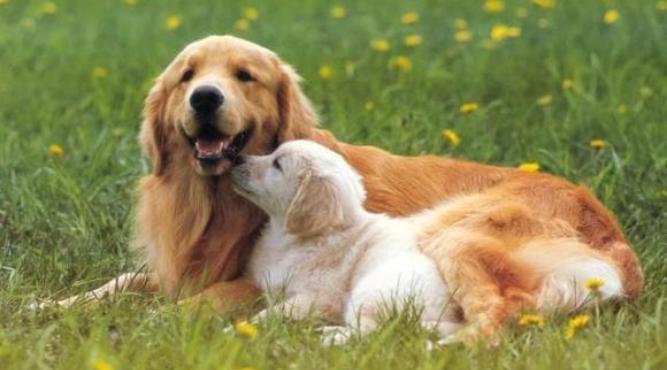 2006 dang hoc lop may