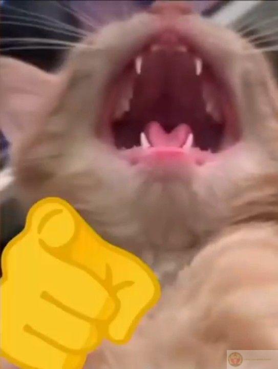 Meme ngạc nhiên chỉ tay