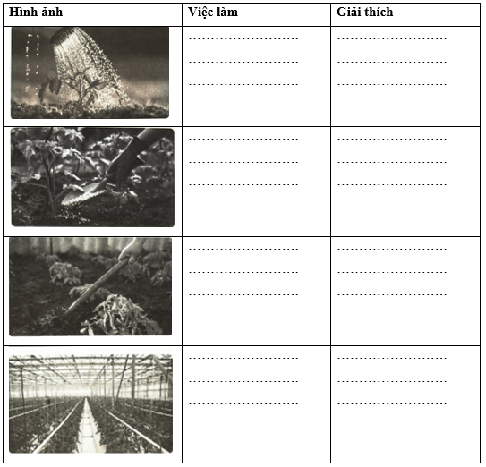 Vở bài tập Khoa học lớp 4 Cánh diều Bài 13: Nhu cầu sống của thực vật và chăm sóc cây trồng 
