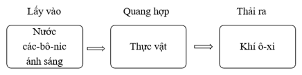 Vở bài tập Khoa học lớp 4 Cánh diều Bài 13: Nhu cầu sống của thực vật và chăm sóc cây trồng 