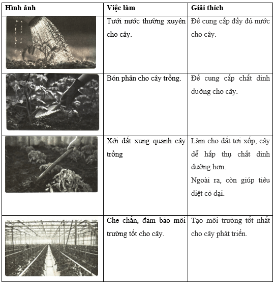 Vở bài tập Khoa học lớp 4 Cánh diều Bài 13: Nhu cầu sống của thực vật và chăm sóc cây trồng 