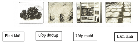 Vở bài tập Khoa học lớp 4 Cánh diều Bài 16: Nấm men và nấm mốc