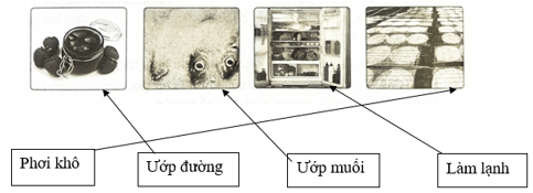 Vở bài tập Khoa học lớp 4 Cánh diều Bài 16: Nấm men và nấm mốc