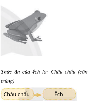 Vở bài tập Khoa học lớp 4 Chân trời sáng tạo Bài 30: Chuỗi thức ăn trong tự nhiên