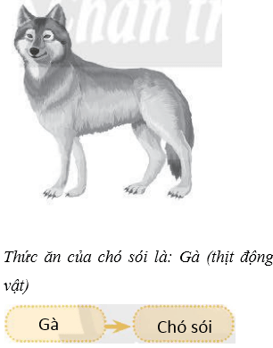 Vở bài tập Khoa học lớp 4 Chân trời sáng tạo Bài 30: Chuỗi thức ăn trong tự nhiên