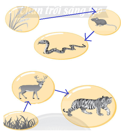 Vở bài tập Khoa học lớp 4 Chân trời sáng tạo Bài 30: Chuỗi thức ăn trong tự nhiên