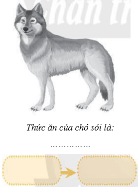 Vở bài tập Khoa học lớp 4 Chân trời sáng tạo Bài 30: Chuỗi thức ăn trong tự nhiên