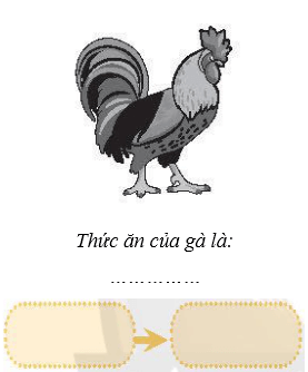 Vở bài tập Khoa học lớp 4 Chân trời sáng tạo Bài 30: Chuỗi thức ăn trong tự nhiên