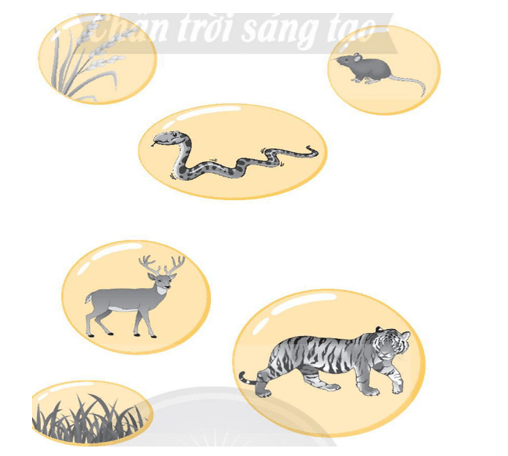 Vở bài tập Khoa học lớp 4 Chân trời sáng tạo Bài 30: Chuỗi thức ăn trong tự nhiên