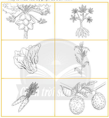 Vở bài tập Khoa học lớp 4 Chân trời sáng tạo Bài 31: Vai trò của thực vật trong chuỗi thức ăn