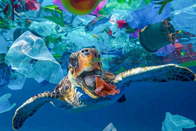 Hậu quả của việc xả rác bừa bãi